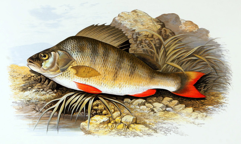 no people, animal themes, perch, one animal, food and drink, white background, 1080P, water, nature, sea life, vertebrate, seafood, fish, indoors, European Perch