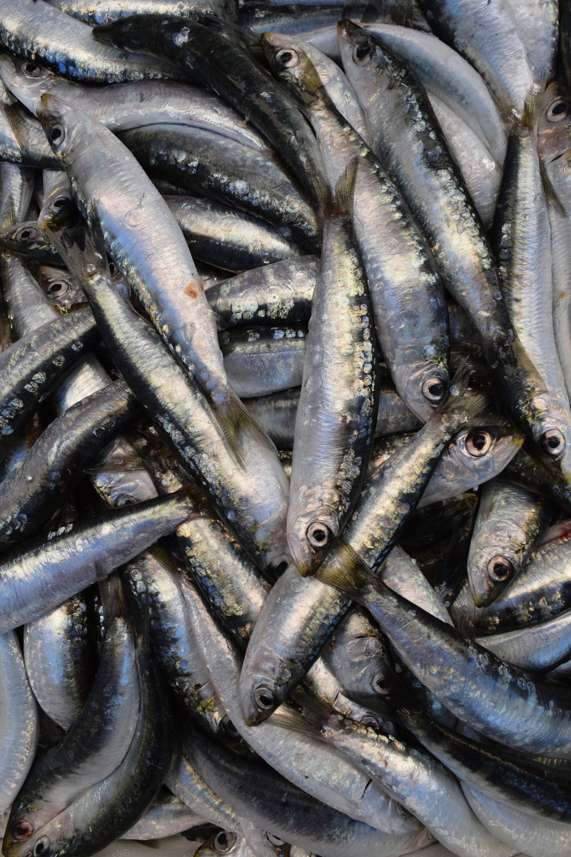 vertebrate, full frame, fang, healthy eating, silver, high angle view, market, raw food, sardines, abundance, sale, fishing industry, large group of objects