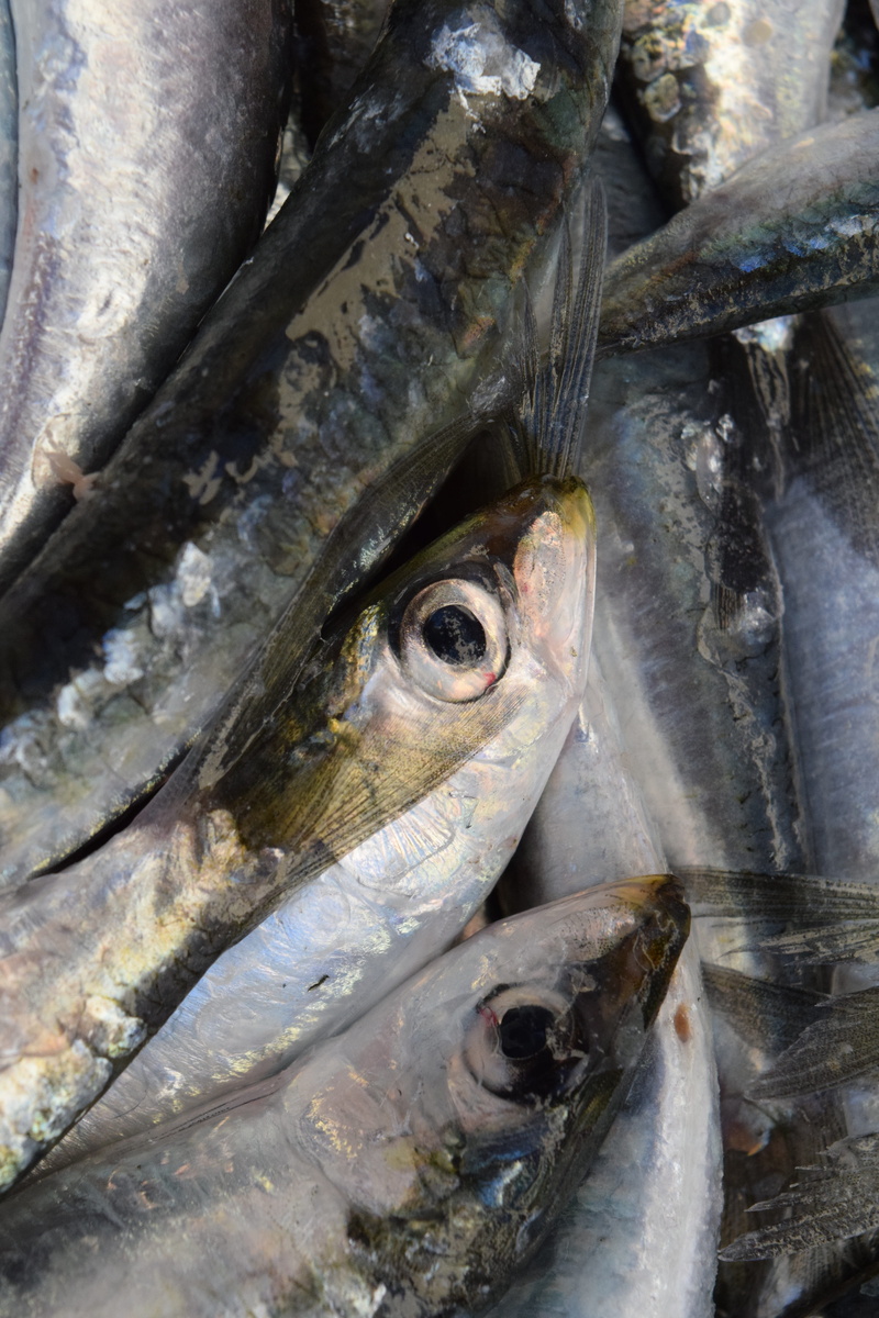 sardines, food and drink, european sardine, close-up, fresh, no people, for sale, silver, silver colored, eat, healthy eating, 5K, freshness, wellbeing