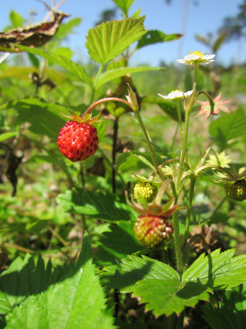 wild strawberry, species, botany, european strawberry, 2K, freshness, focus on foreground, food, growth, organic, selective focus, leaf, alpine strawberry