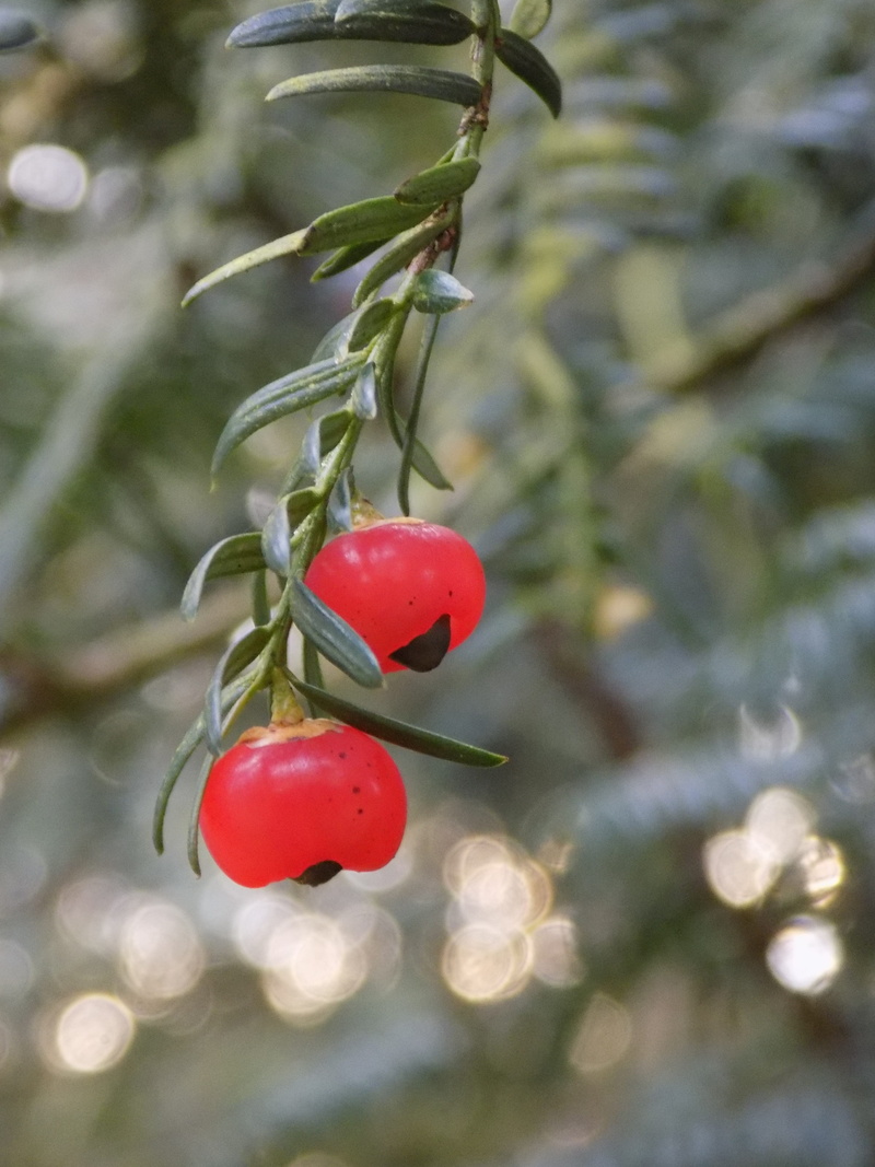 twig, berry red, fruit, day, wellbeing, no people, growth, Yew Family, beauty in nature, ripe, taxus baccata, focus on foreground, European Yew, outdoors