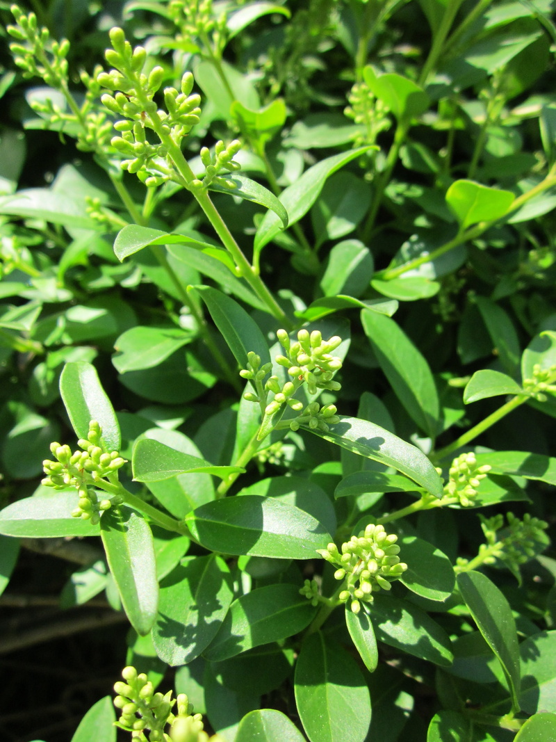 privet, botany, plant part, inflorescence, 4K, plant, leaf, close-up, common privet, shrub, freshness, Ligustrum Vulgare, gardening, flora, vegetable