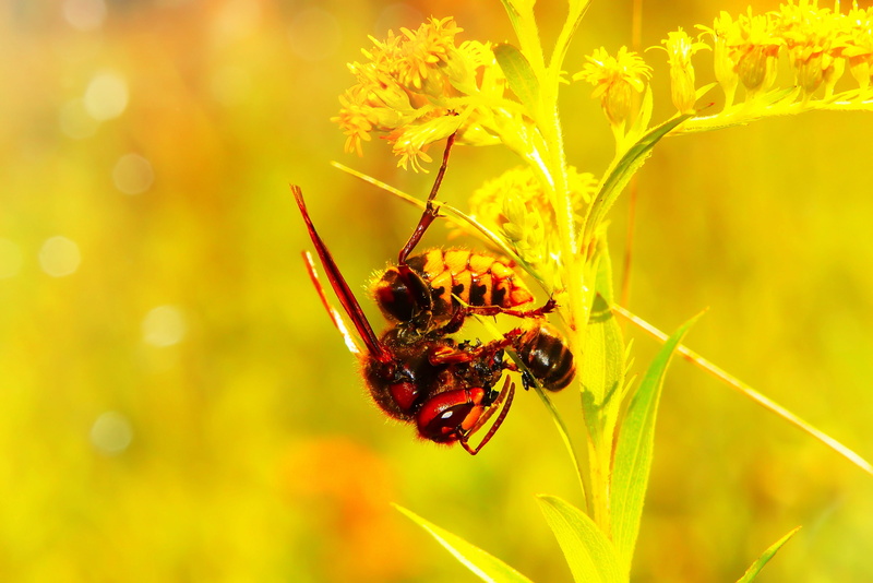 food, invertebrate, flowering plant, flower, beautiful, beauty in nature, no people, animal, 4K, invertebrates, plant, animal themes, lawn, flower head