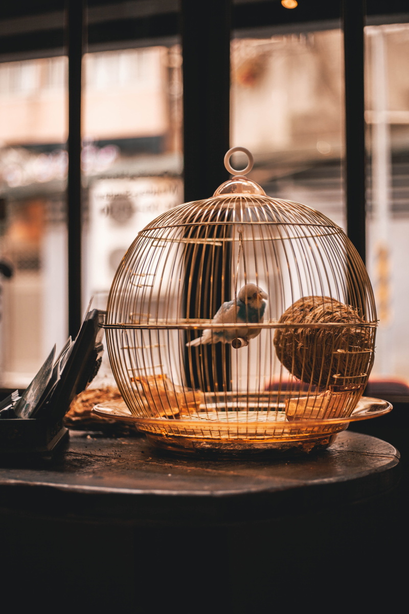 appliance, food, brown, no people, container, parakeet, day, vibe, freshness, focus on foreground, wooden table, birdcage, sphere, domestic room, 5K, indoors