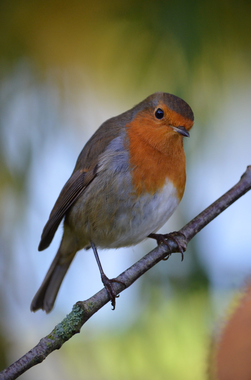 animal wildlife, eating, cardinal, nature, outdoors, focus on foreground, food, trees, close-up, twig, finch, tree, one animal, redbreast, jay, no people