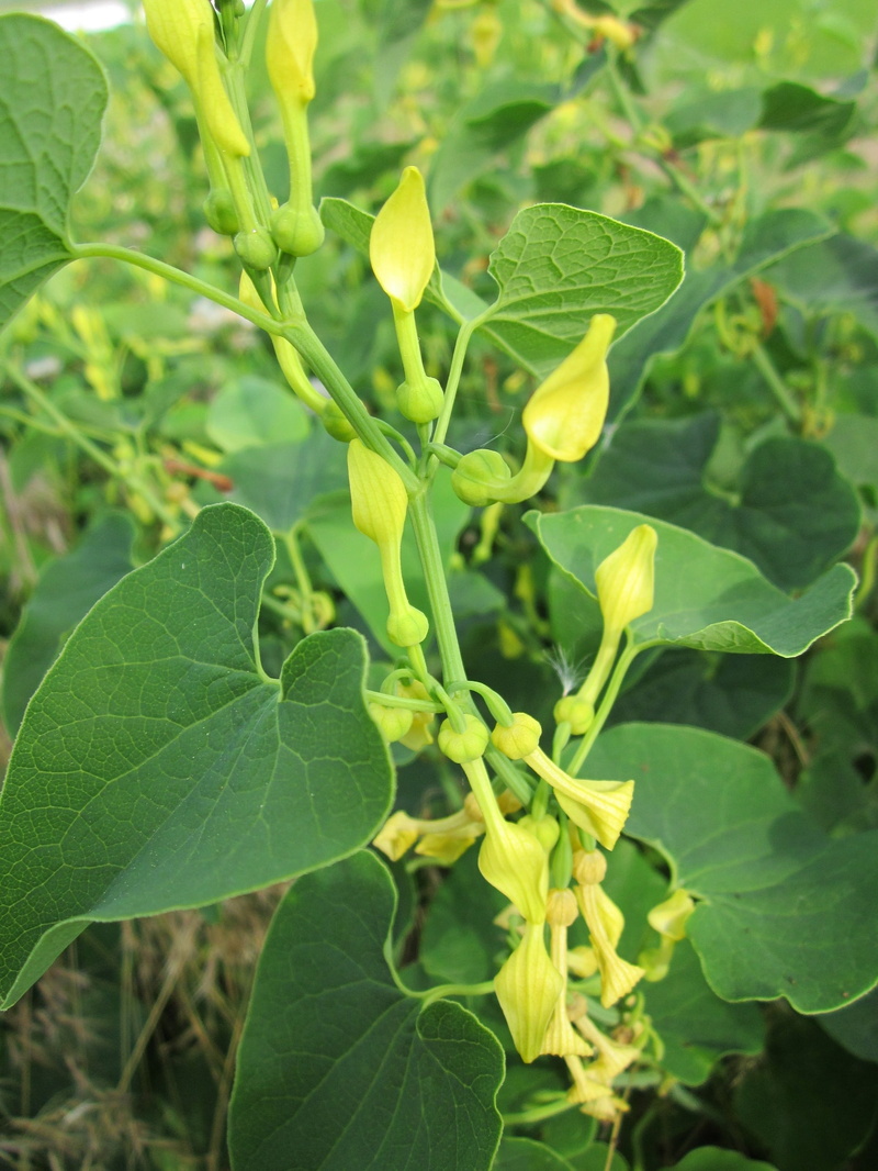 outdoors, day, species, vegetable, aristolochia clematitis, growth, flora, plant, vulnerability, food and drink, plant part, agriculture, close-up, birthwort