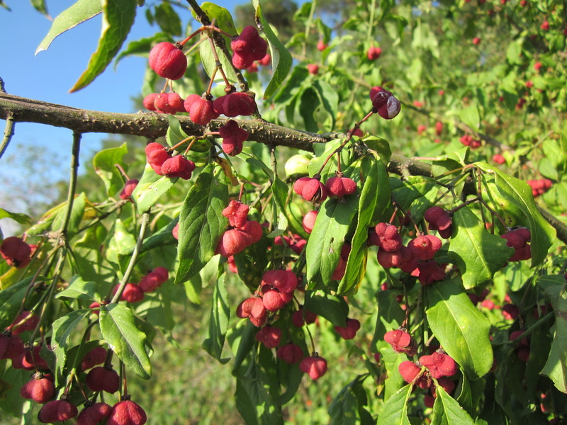 spindle, berry, ripe, branch, growth, botany, green color, rowanberry, focus on foreground, bush, common spindle, nature, 2K, food, freshness, beauty in nature