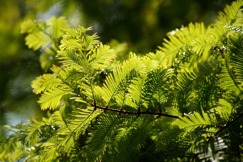 plant part, food plant, plant, needle branch, tree, needles, tranquility, sunlight, common yew, pine tree, branch, yew, green color, conifer, growth, green