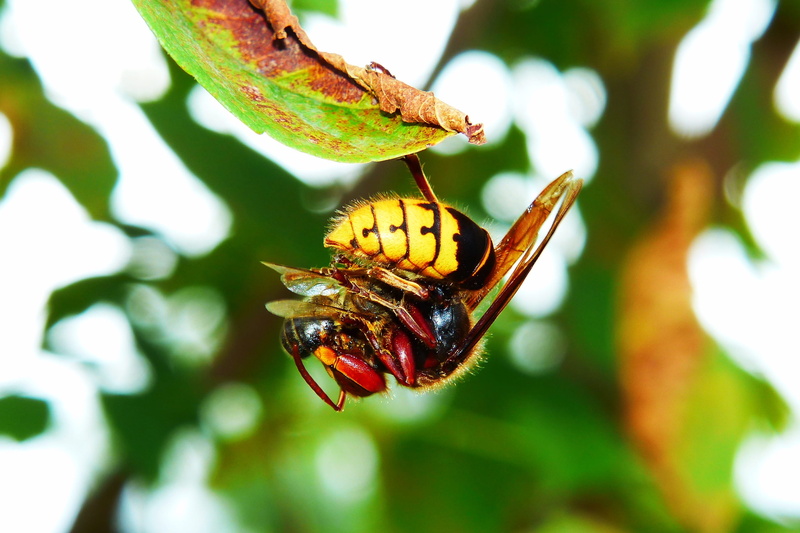 flowering plant, leaf, close-up, plant, biology, growth, focus on foreground, no people, flower, at the court of, plant part, beauty in nature, european hornet