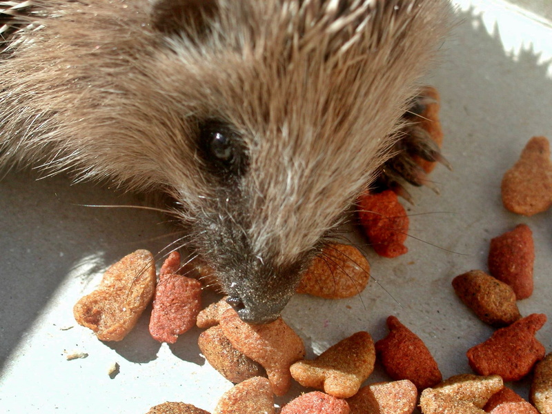 mammal, close-up, head, prickly, nature, day, brown, whisker, pets, fauna, hannah, wildlife, food, high angle view, wild animal, animal themes, animal head