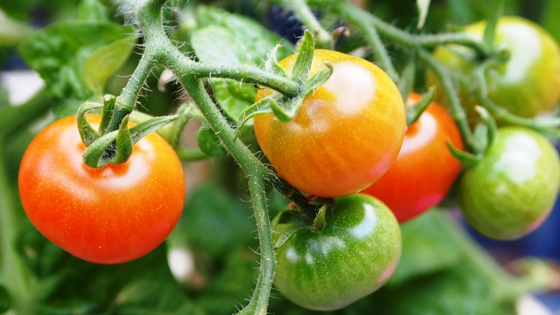 food, plant, closeup, 4K, vegetable Garden, tomato, vegetable, focus on foreground, healthy Eating, farm, ripe, green Color, close-up, organic, nursery
