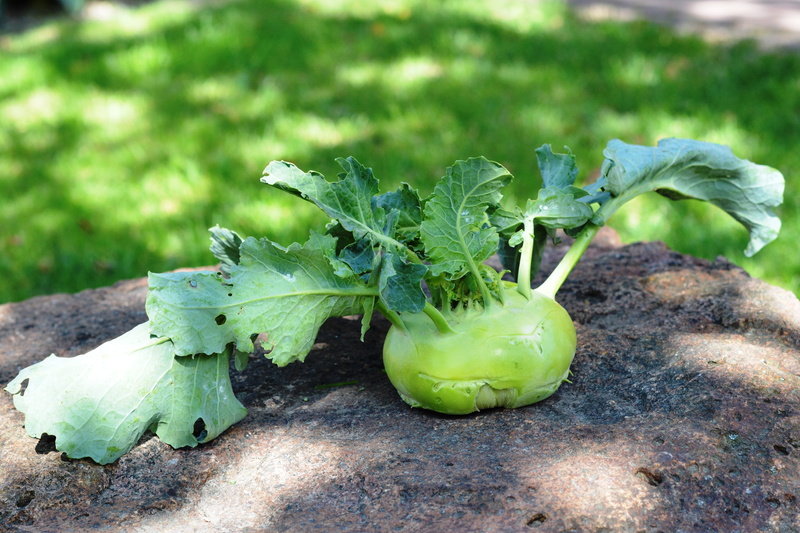 organic, leaf, freshness, plant part, garden, outdoors, vegetable garden, wellbeing, chinese cabbage  kohlrabi, a vegetable, no people, vegetable, jarzyna