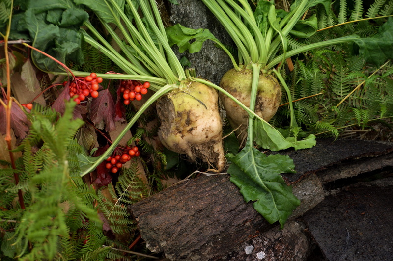 plant, 2K, food, root vegetable, food and drink, common beet, vegetable, plant part, culture, farm, vegetables, high angle view, healthy eating, onion