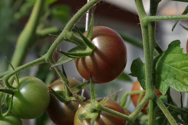 unripe, food And Drink, vegetarian Food, homegrown Produce, wellbeing, crop, freshness, twig, close-up, summer, leaf, red, cultivated, vegetable, vegetable Garden