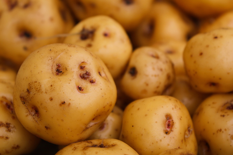 still life, papa criolla, menu, no people, freshness, healthy eating, selective focus, potatoes, potato, ecological, potatos, organic, wellbeing, harvest