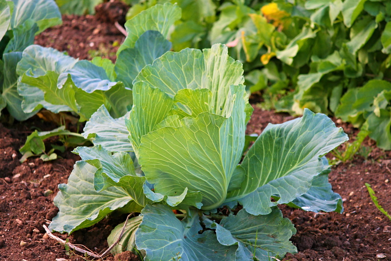 growth, plant part, green color, close-up, ground, vegetables, vitamins, eat, gardening, food and drink, green, day, no people, head cabbage, vegetable growing