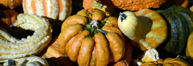 halloween, market, nap, autumn decoration, healthy eating, organic, 4K, yellow, farmers market, harvest, structure, wellbeing, stalk, decorative, autumn