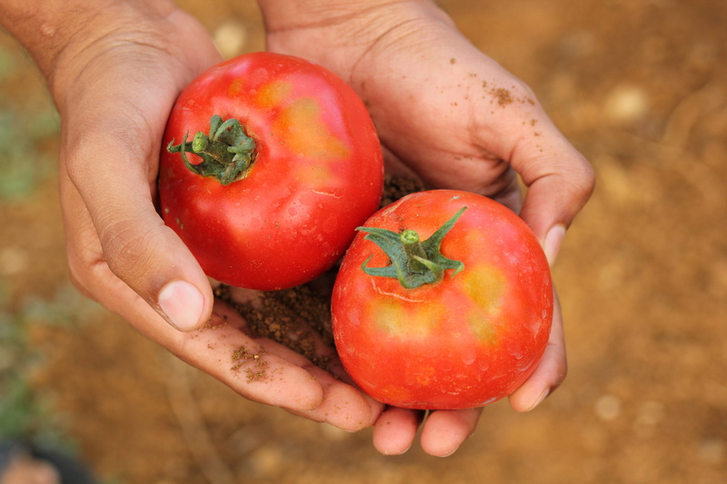 food and drink, gardening, organic, harvest, freshness, natural, healthy eating, fruit, vegetable, one person, Food, healthy, holding, close-up, focus on foreground
