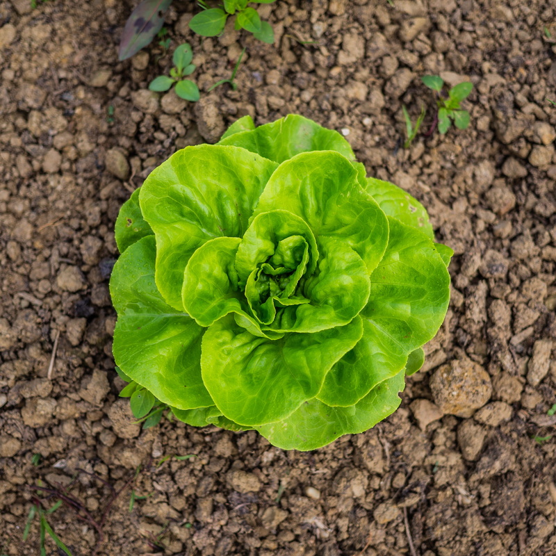 homegrown produce, plant, cabbage, outdoors, pottery, vase, leaf, field, flower, vegetable garden, food and drink, herbs, 2K, land, healthy eating, growth