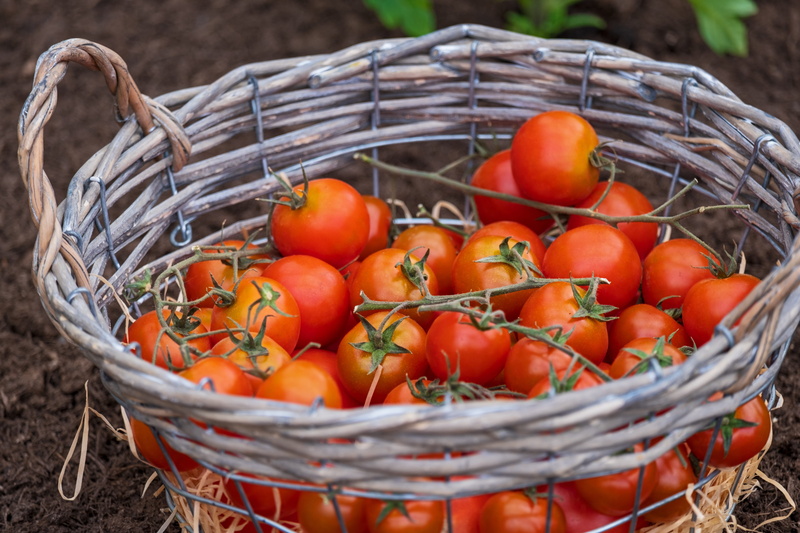 tomatoes, food, large group of objects, healthy eating, red, ripe, wellbeing, high angle view, vegetables, no people, day, agriculture, homegrown produce
