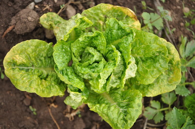 vegetable Garden, farm, 4K, organic, natural, cultivation, food, no people, vegetable, leaf, ranch, outdoors, close-up, agriculture, plant, garden, cultivate