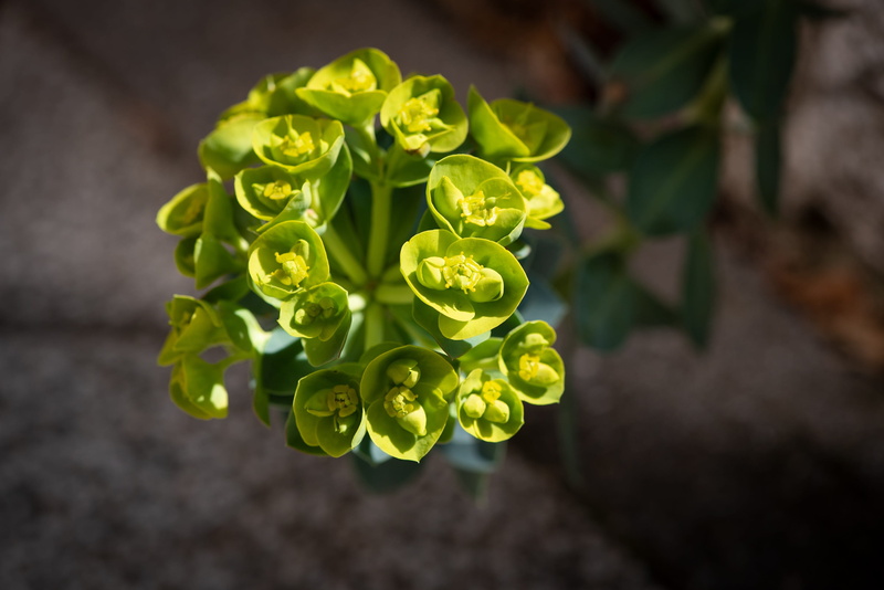 green, lettuce, in the garden, vegetable, 2K, no people, green color, flower head, plant part, outdoors, food, spring, freshness, blossom, bloom, focus on foreground