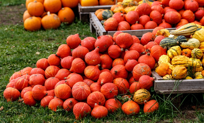 day, homegrown produce, food, abundance, multi colored, 5K, orange, outdoors, grass, wellbeing, autumn decoration, food and drink, fruit, decoration, large group of objects