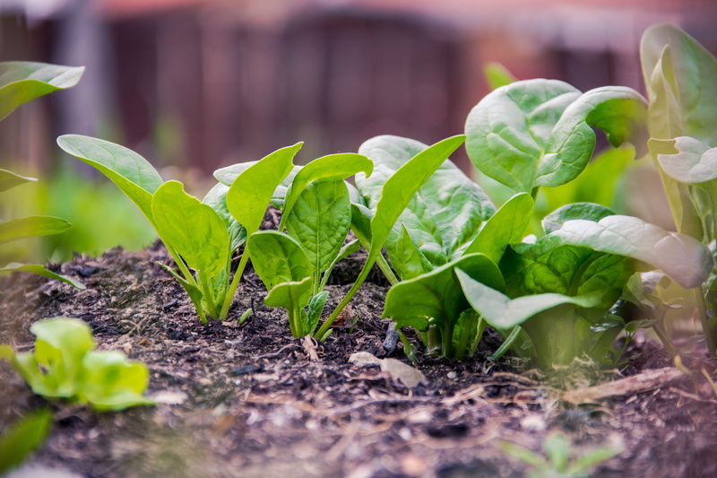 smoothie, beginnings, homegrown produce, fresh, building, grass, tree, lifestyle, dirt, seedling, herb, freshness, natural, growth, green color, green