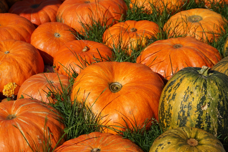 homegrown produce, delicious, autumn, organic, nutrition, orange, full frame, wellbeing, harvest, tasty, thanksgiving, healthy eating, healthy, orange color