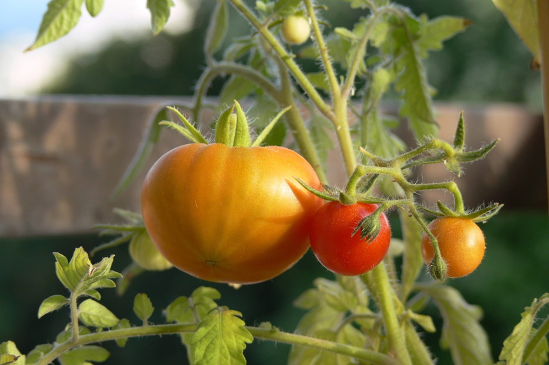 2K, organic, cultivated, day, growth, red, farm, tomato, green Color, crop, fruit, ripe, greenhouse, homegrown Produce, leaf, close-up, nature, Vegetable Garden