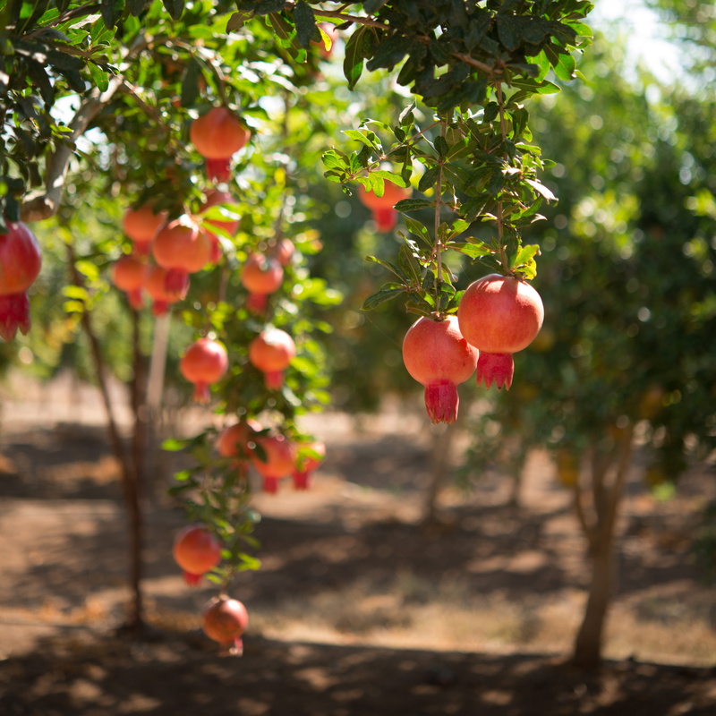 colors, color image, leaf, agriculture, no people, homegrown produce, tree, focus on foreground, bright, pomegranate, photography, apple - fruit, food and drink