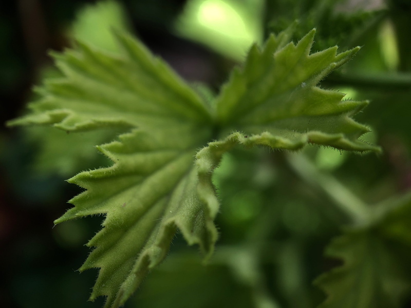 no people, homegrown produce, marijuana - herbal cannabi, coniferous tree, cannabis plant, alternative medicine, flower, taken on mobile device, season