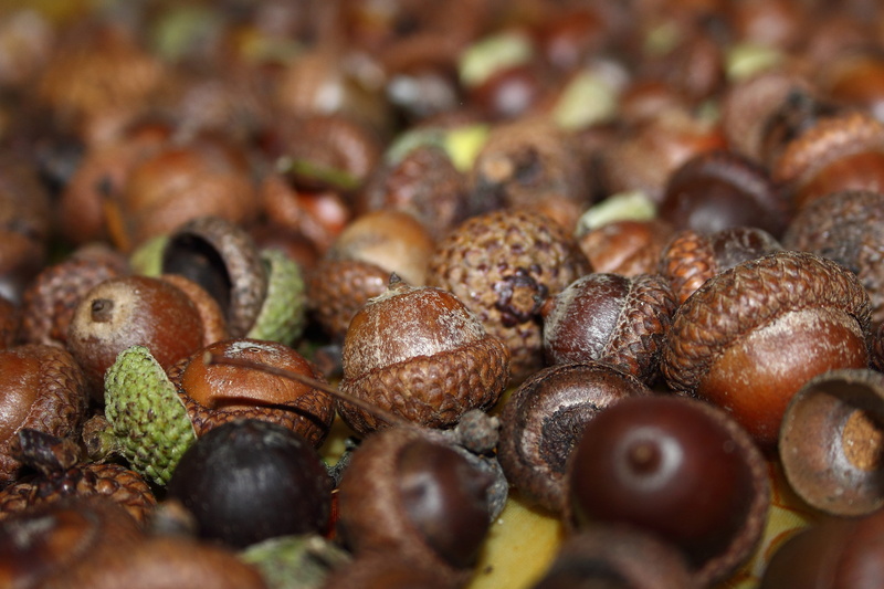 Brown, fruit, wellbeing, food, selective focus, backgrounds, nuts, animal themes, 5K, large group of animals, autumn, homegrown produce, business, abundance