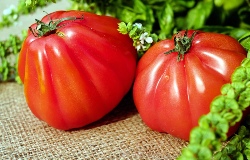 agriculture, healthy, selective, freshness, food, tomato, organic, wellbeing, bell pepper, photography, still life, close-up, pepper, plant, vegetarian