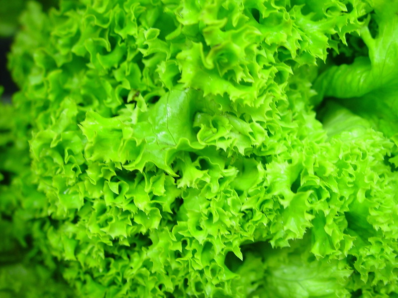 green Color, no people, indoors, 2K, plant, freshness, growing, green, vegetable, healthy Eating, extreme close-up, vegetarian Food, plant part, lettuce