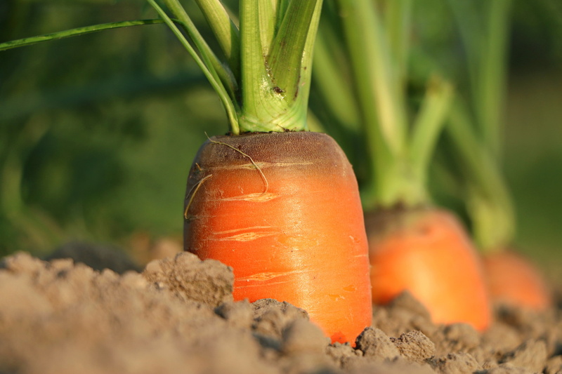 green color, field, orange color, freshness, 2K, no people, food and drink, outdoors, wellbeing, food, growth, carrots, agriculture, close-up, nature