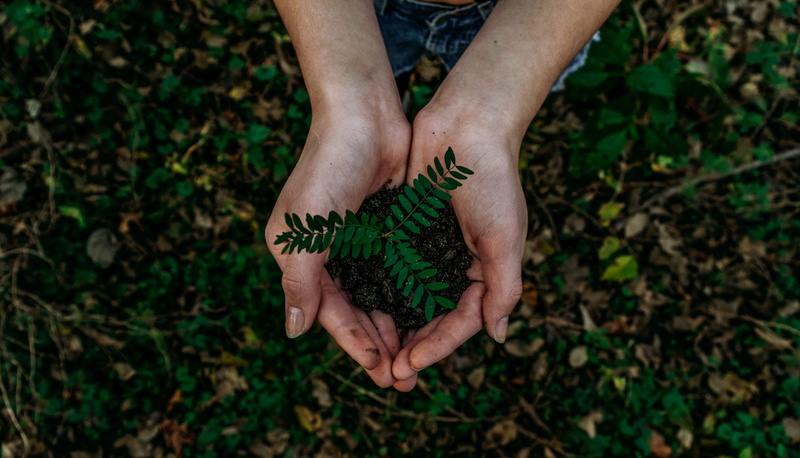 sapling, human hand, planting, person, grass, real people, 2K, land, green color, messy, directly above, one person, body part, plant part, growth, leaf