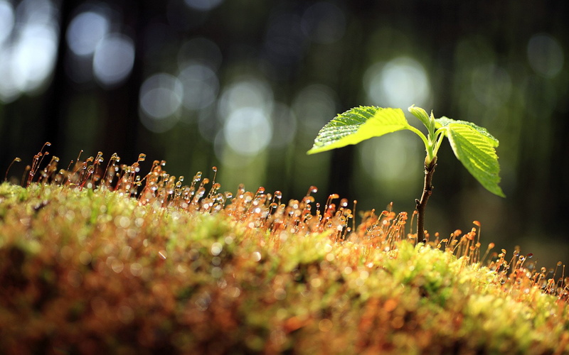 1080P, saplings