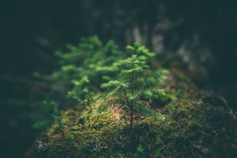 grass, sapling, needles, macro, 4K