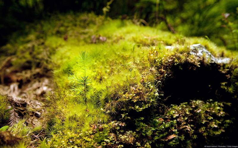 giant, selective focus, close-up, no people, moss, outdoors, sapling, windows, growth, grass, nature, sunlight, field, green, fragility, land, 1080P, plant