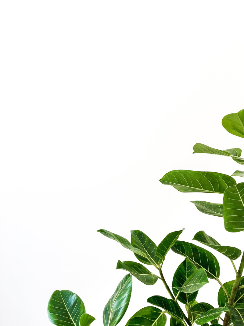 beauty in nature, no people, leafed, background, foreground, copy space, plant, library, growth, day, green color, indoors, freshness, nature