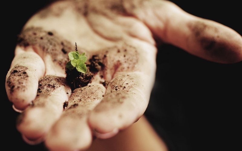 green Color, sapling, edible Mushroom, finger, 1080P, mushroom, holding, hands cupped, organic, black background, root, gardening, hand, close-up, human Hand