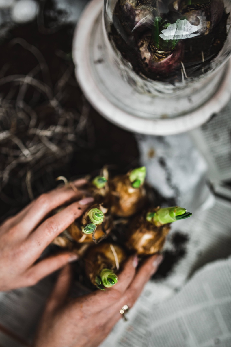 quail eggs, adults only, selective focus, real people, planting, eggs, unrecognizable person, table, one woman only, growing, seedling, quail, human Hand