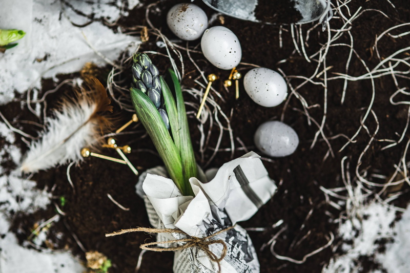 outdoors, fragility, quail, high angle view, gardening, christmas decoration, decoration, eggs, seedlings, white color, celebration, newspapers, focus on foreground