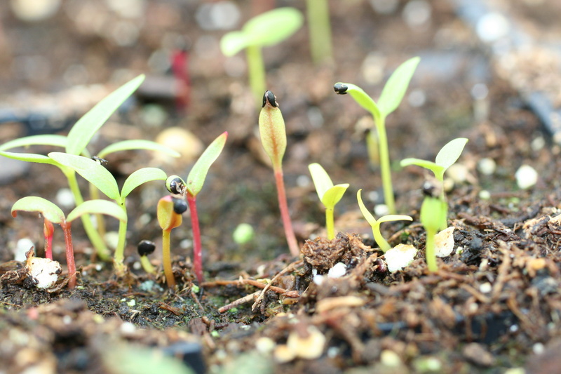 beginnings, nature, growth, germinate, plant part, celosia, small, day, surface level, new life, close-up, seedling, field, leaf, vulnerability, sapling