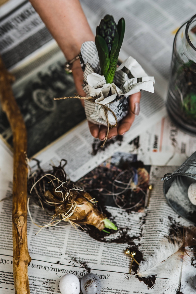 plant, 5K, gardening, quail eggs, real people, seedlings, human body part, Woman, choice, hand, adult, creativity, paper, sapling, eggs, quail, food, newspaper