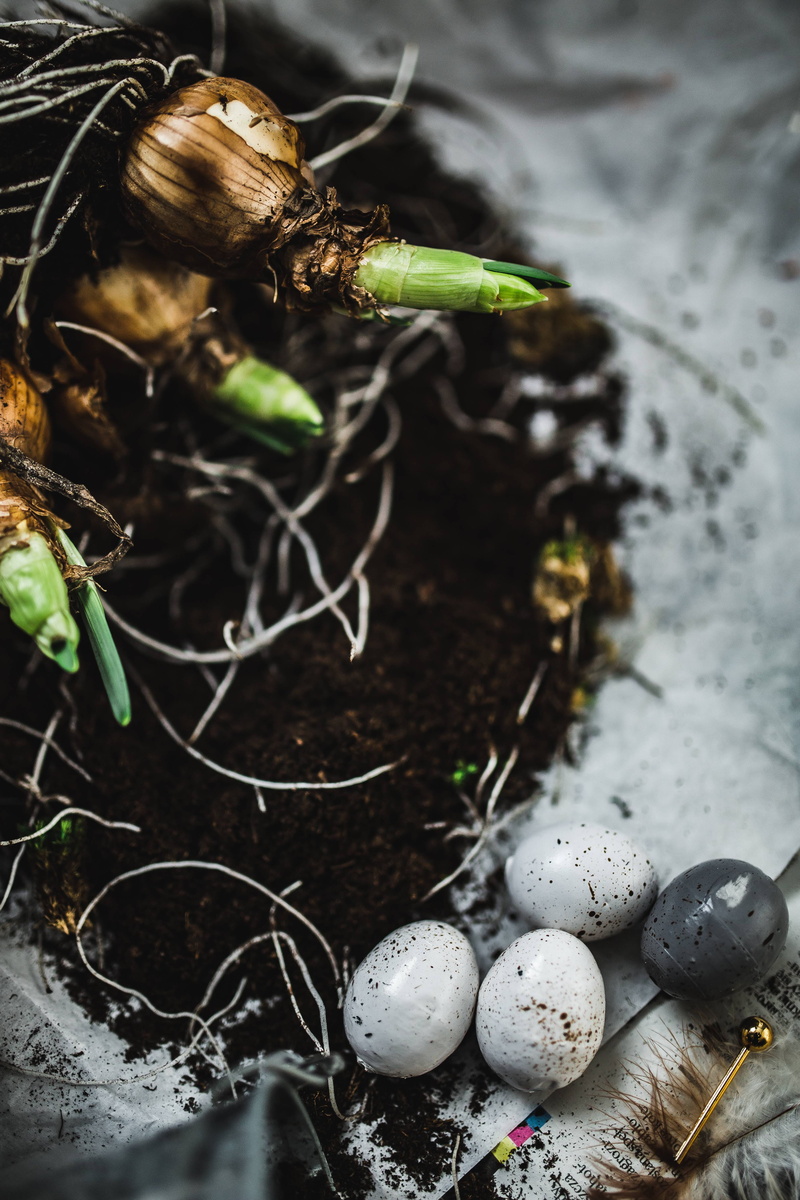 day, selective focus, eggs, plant, food, covered, gardening, animal Nest, seedling, quail, new life, seedlings, sapling, newspaper, container, green color