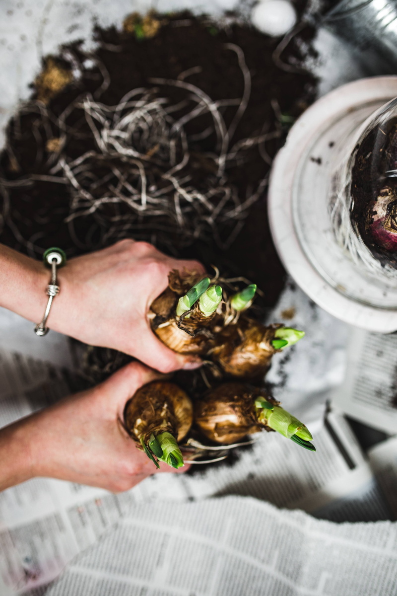 seedling, newspaper, newspapers, bracelet, gardening, people, finger, food and drink, freshness, lifestyles, growth, holding, planting, high angle view