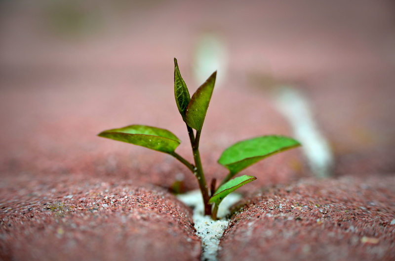 wood - material, green color, no people, pavement, artificial, new life, leaf, beauty in nature, the trouble, outdoors, cleanup, food and drink, close-up