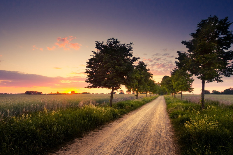 summer, sunrise - Dawn, idyllic, light - Natural Phenomenon, gold Colored, green Color, rural Scene, young, beauty In Nature, blue, farm, agriculture, green